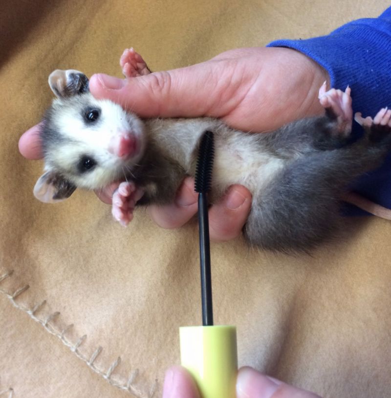 Donating Your Old Mascara Wands Can Be A Huge Help For Rescued Animals