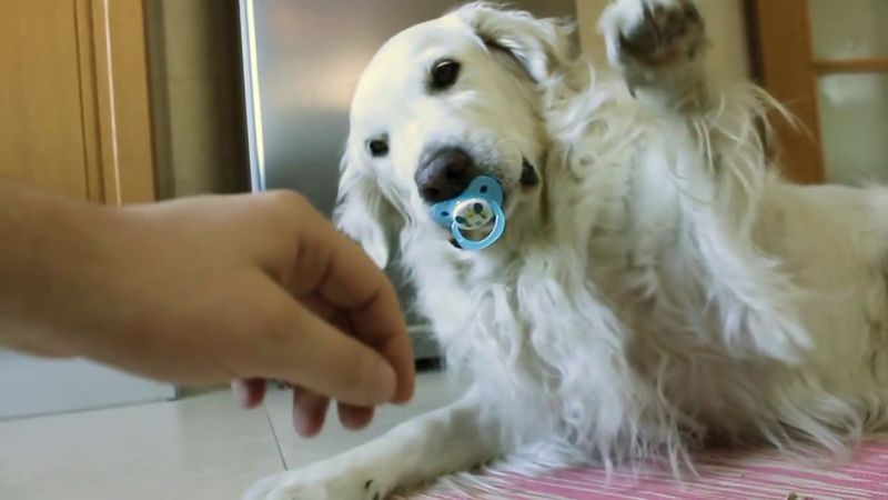 Adorable Dog Doesnt Want To Give Away His Pacifier