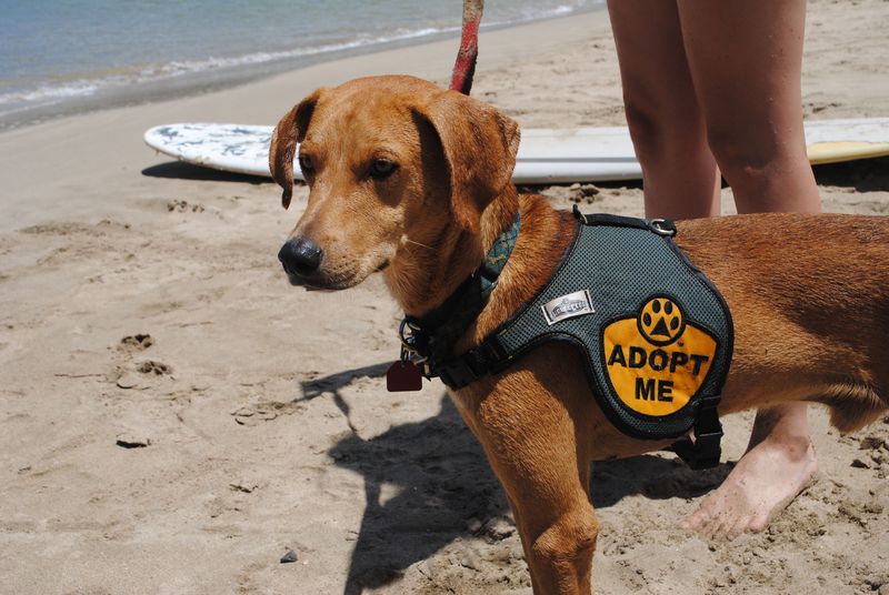 Boost Your Next Hawaiian Vacation by Adopting a Dog for a Day