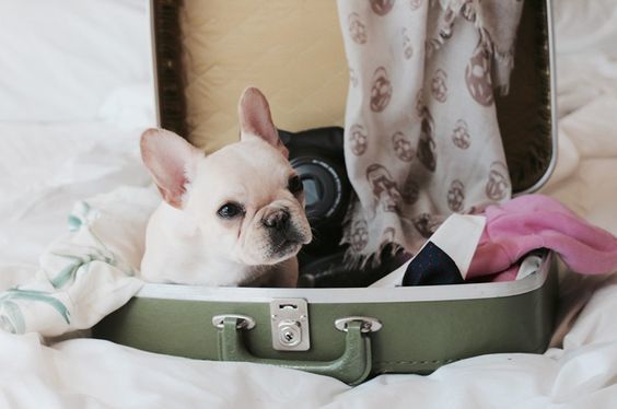 3 Tips To Safely Travel With Your Pet