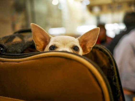 3 Tips To Safely Travel With Your Pet