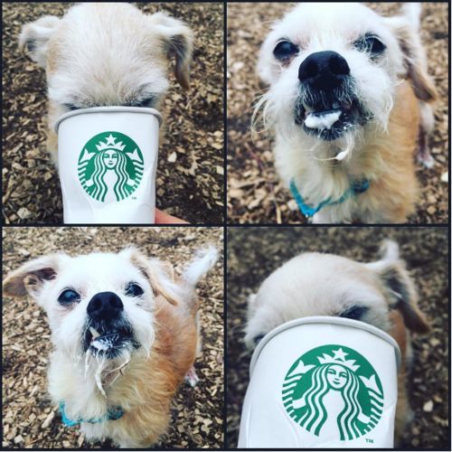 These Shelter Dogs Get Treated To Starbucks Puppuccinos And Its Adorable