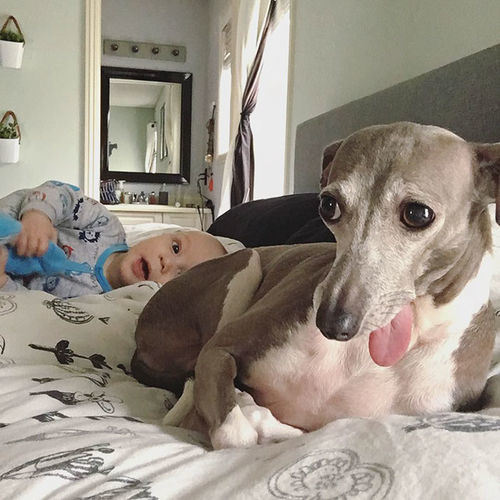 This Dog Was Afraid of Everything, Until She Met Her Baby Human