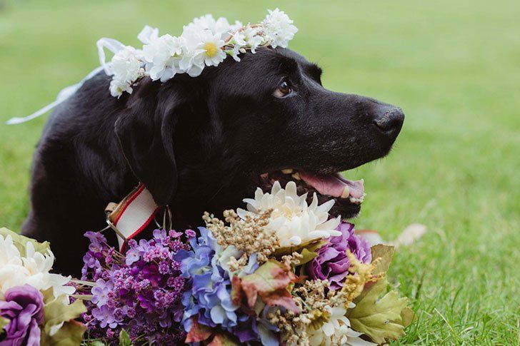 15 Year Old Dying Dog Lives to See Owner Getting Married