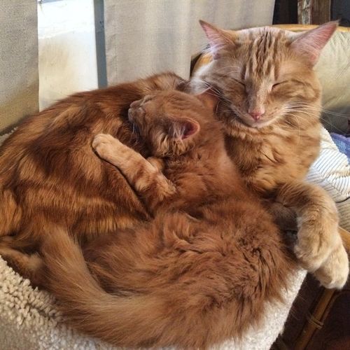 Cat Finds His Soulmate - And Its The Cutest Thing On The Internet