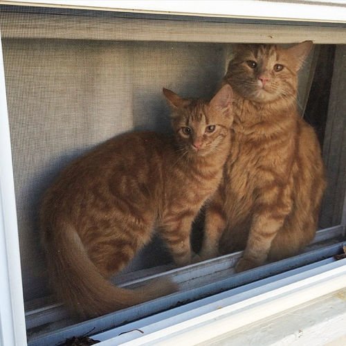 Cat Finds His Soulmate - And Its The Cutest Thing On The Internet