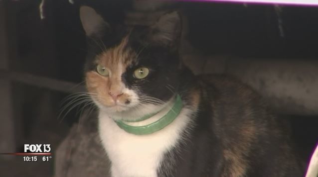Hero Cat Saves Family of 5 From Fire