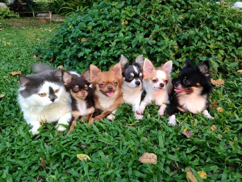 Richie, The Cat Whos Got Seven Chihuahua Buddies