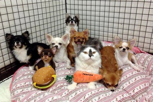 Richie, The Cat Whos Got Seven Chihuahua Buddies