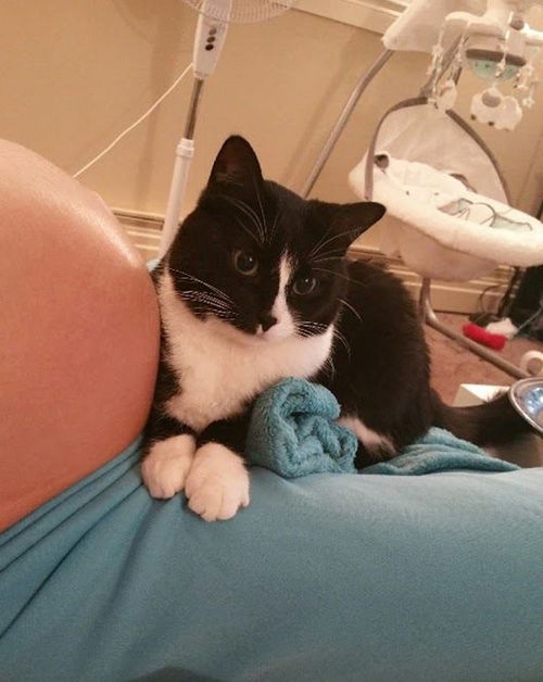 This Cat Is Seriously Protective Of Her Little Human Baby
