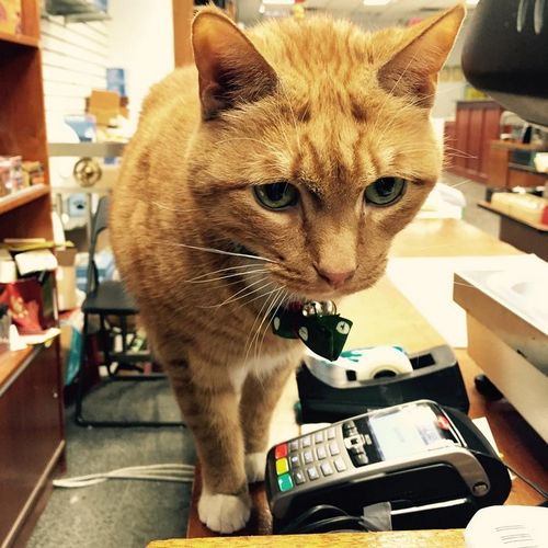 Meet The Cat Whos Been Running A Store In NY For 9 Years