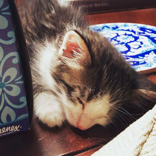 A Guy Found This Scared Kitten Under A Truck And Changed Its Life