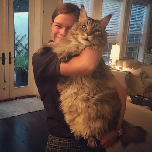 These Giant Cats Are Real Pets