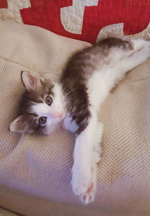A Guy Found This Scared Kitten Under A Truck And Changed Its Life