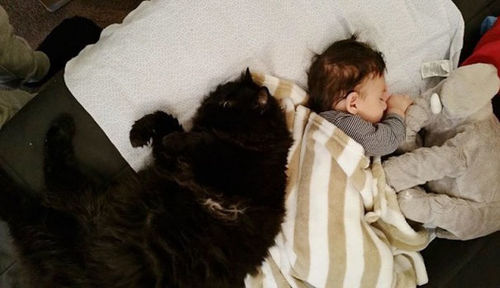 This Cat Is Seriously Protective Of Her Little Human Baby