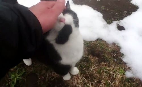 Cat Guides Lost Man Out of the Mountains and Into Safety