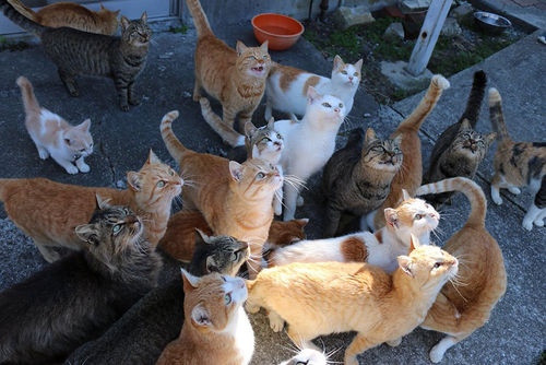 Japans Cat Island Asked The Internet For Food, This Is What They Got
