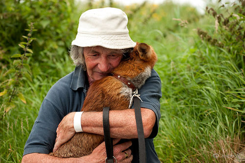 Foxes Are Rescued By Man And Now Wont Leave Him Alone