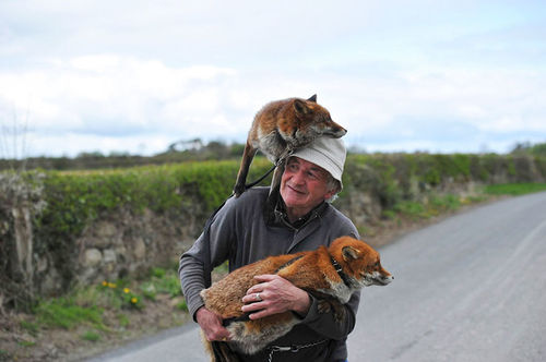 Foxes Are Rescued By Man And Now Wont Leave Him Alone
