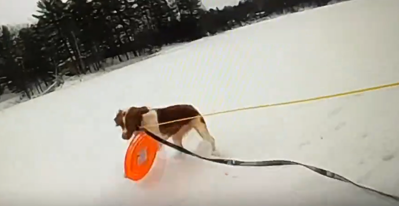 Courageous Dog Saves His Owner From an Icy Lake - penguinmd