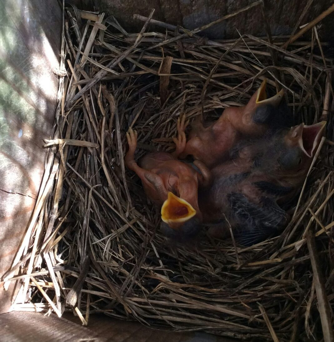Baby birds