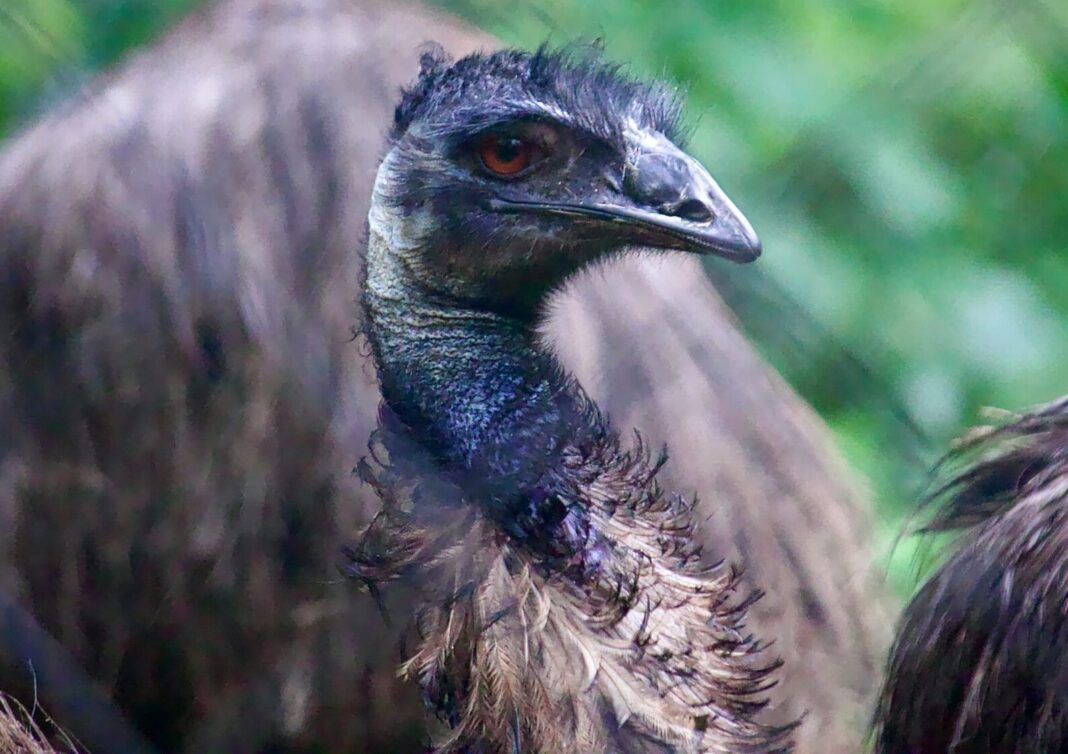 Emu