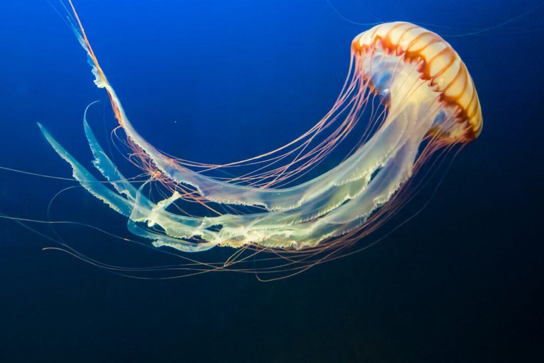 3 Useful Tips for Avoiding Jellyfish Stings - penguinmd