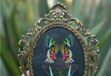 Butterflies Get to Live Their Second Life Through Moth & Petal’s Art