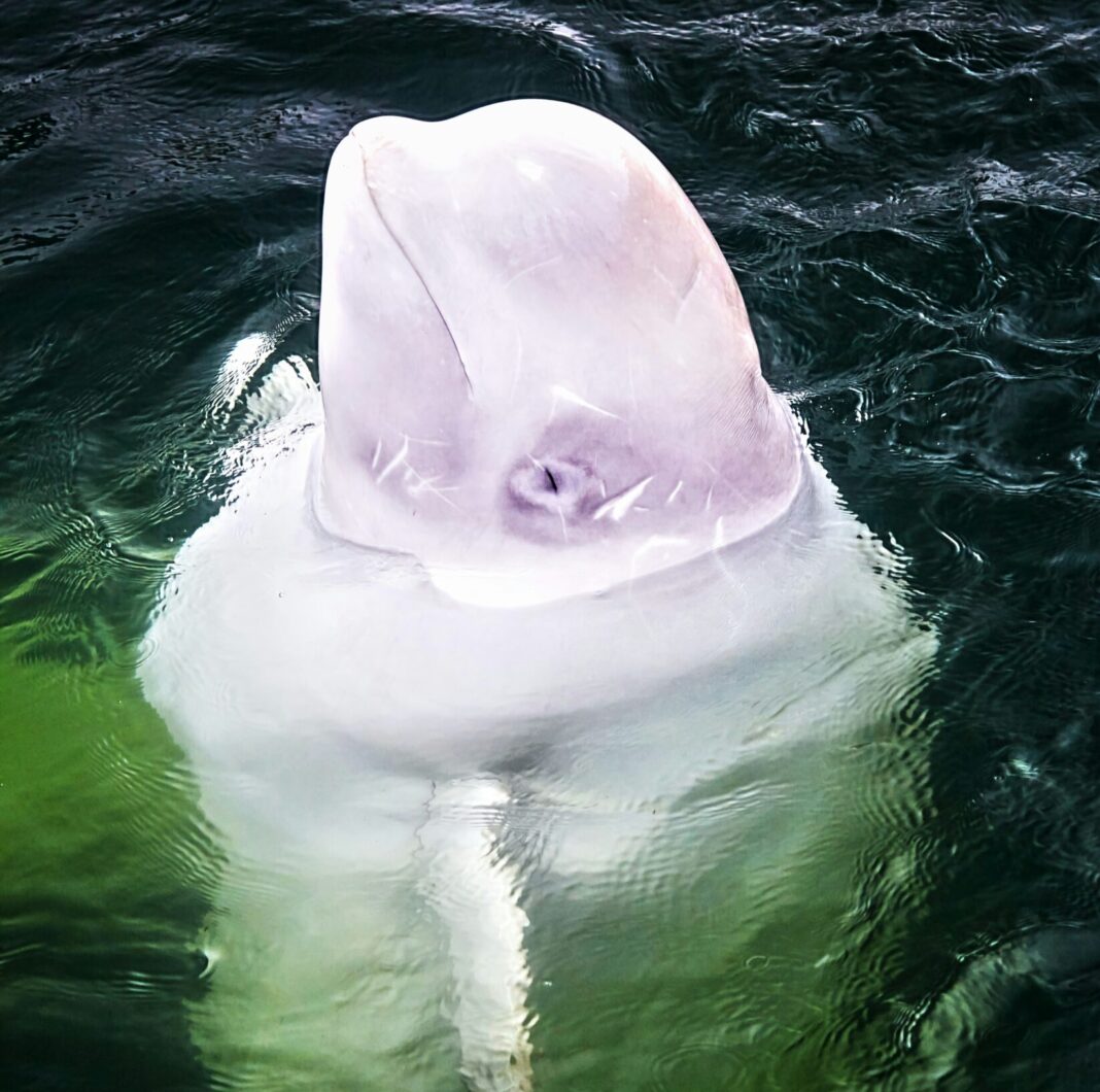 Beluga whale