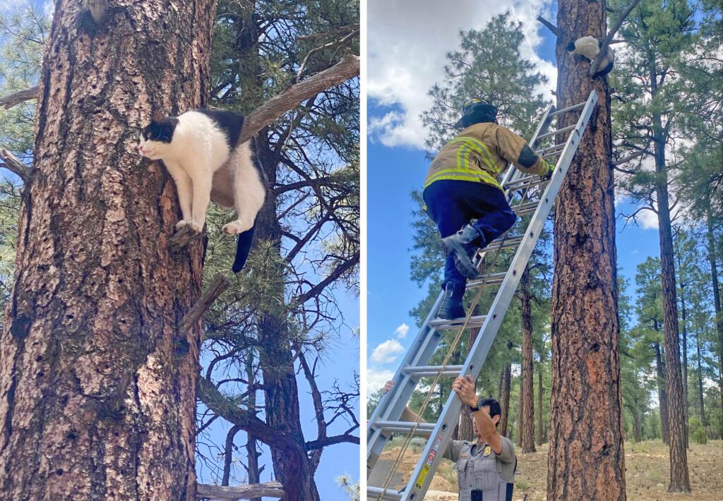 Cat is Rescued After Being Stuck on a Tree During a Grand Canyon ...