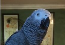 This Instagram Page is Collecting Videos of Singing Parrots from All Around the World