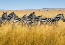 5 Fun Facts About Zebra Stripes That You Probably Don’t Know Zebra