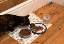 Cat Brings Home a Mouse, Provides Him Dinner